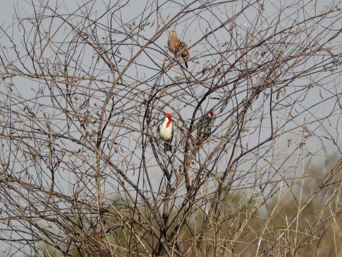 Red-crested Cardinal - ML360922181