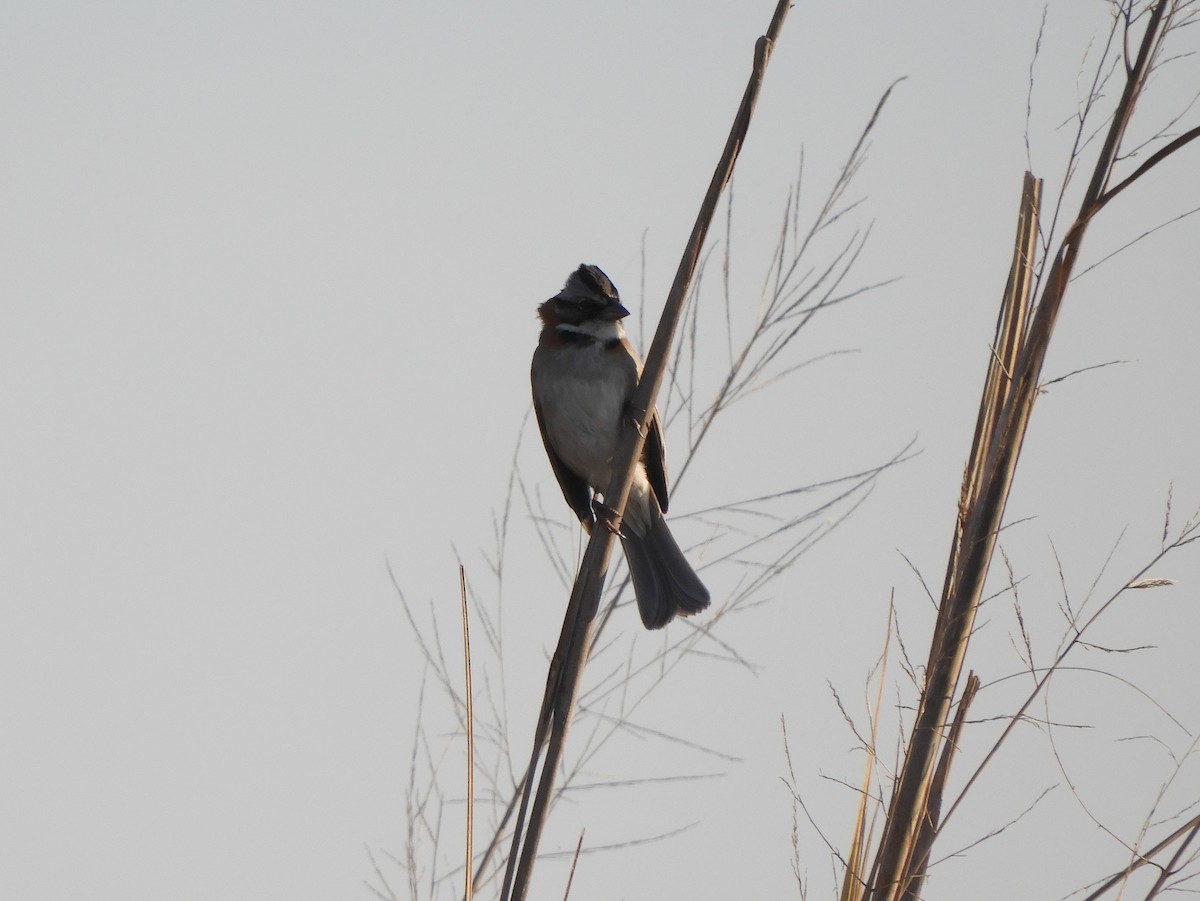 Rufous-collared Sparrow - ML360922571