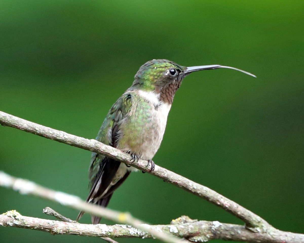 Ruby-throated Hummingbird - ML360923371