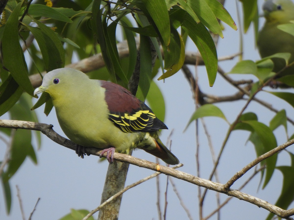 Gray-fronted Green-Pigeon - ML360926291