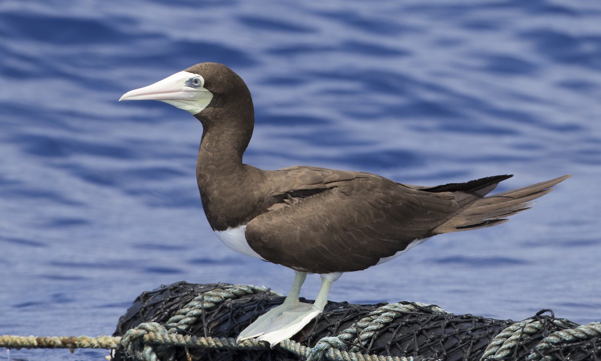 Brown Booby (Forster's) - ML36092891