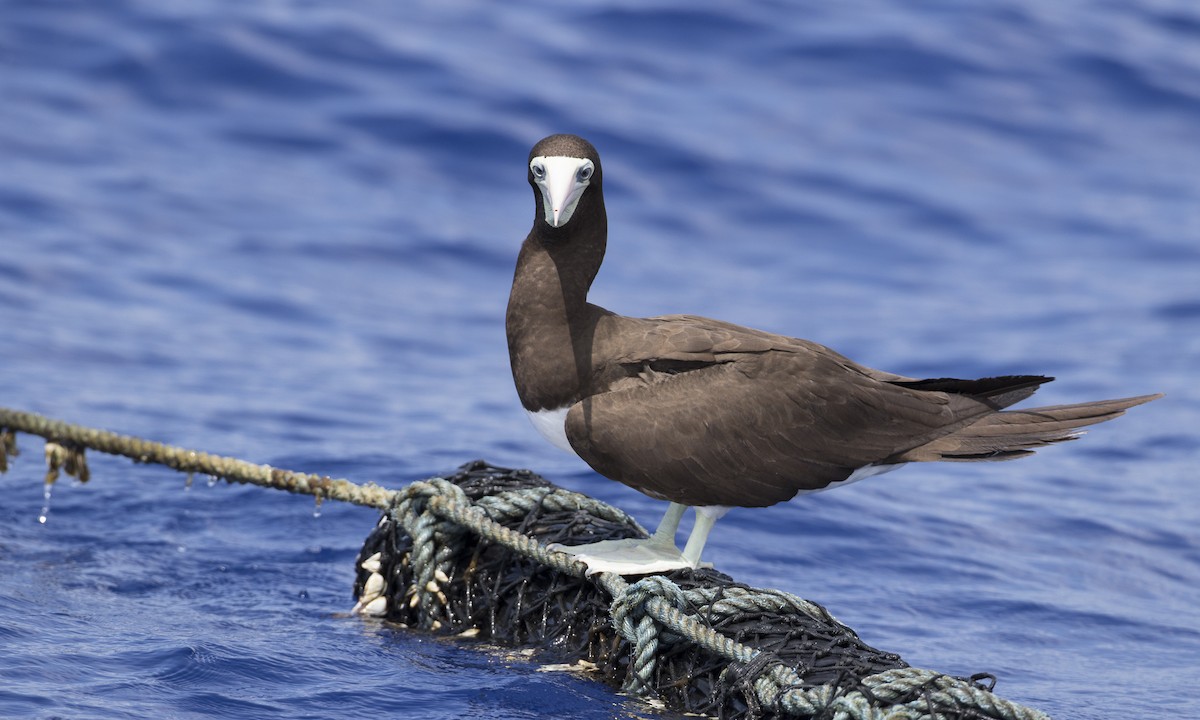 Brown Booby (Forster's) - ML36092901