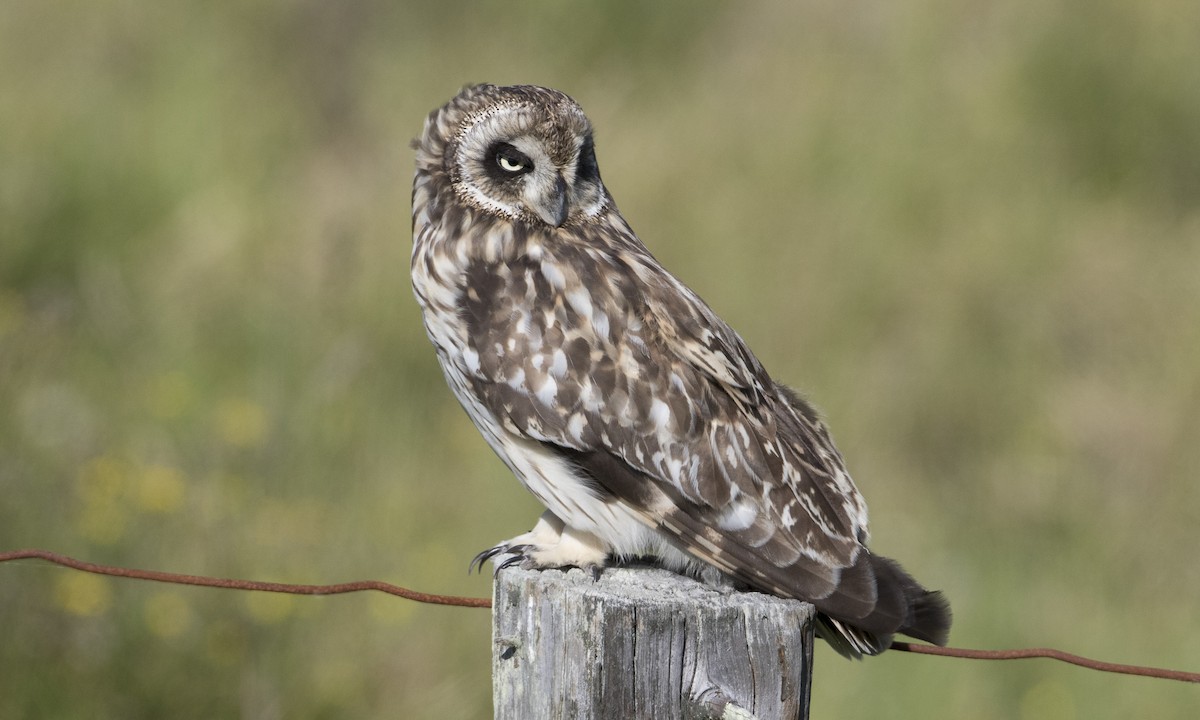Short-eared Owl (Hawaiian) - ML36092971