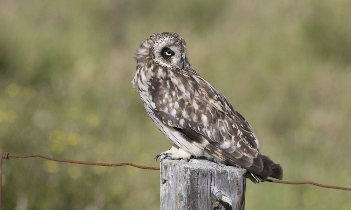 Short-eared Owl (Hawaiian) - ML36092981