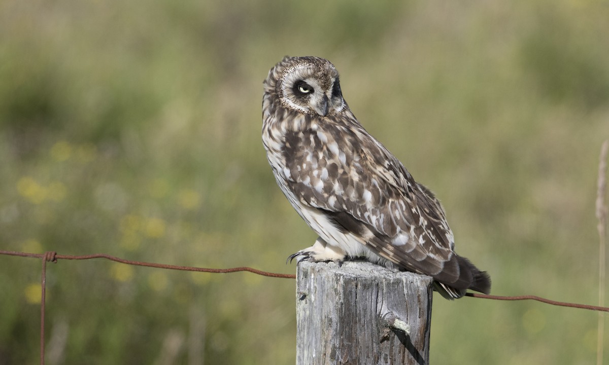 Short-eared Owl (Hawaiian) - ML36092991