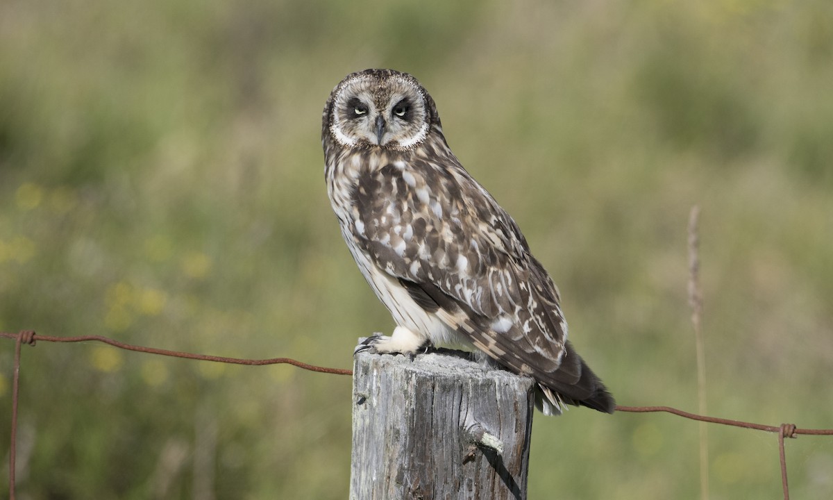 Short-eared Owl (Hawaiian) - ML36093001