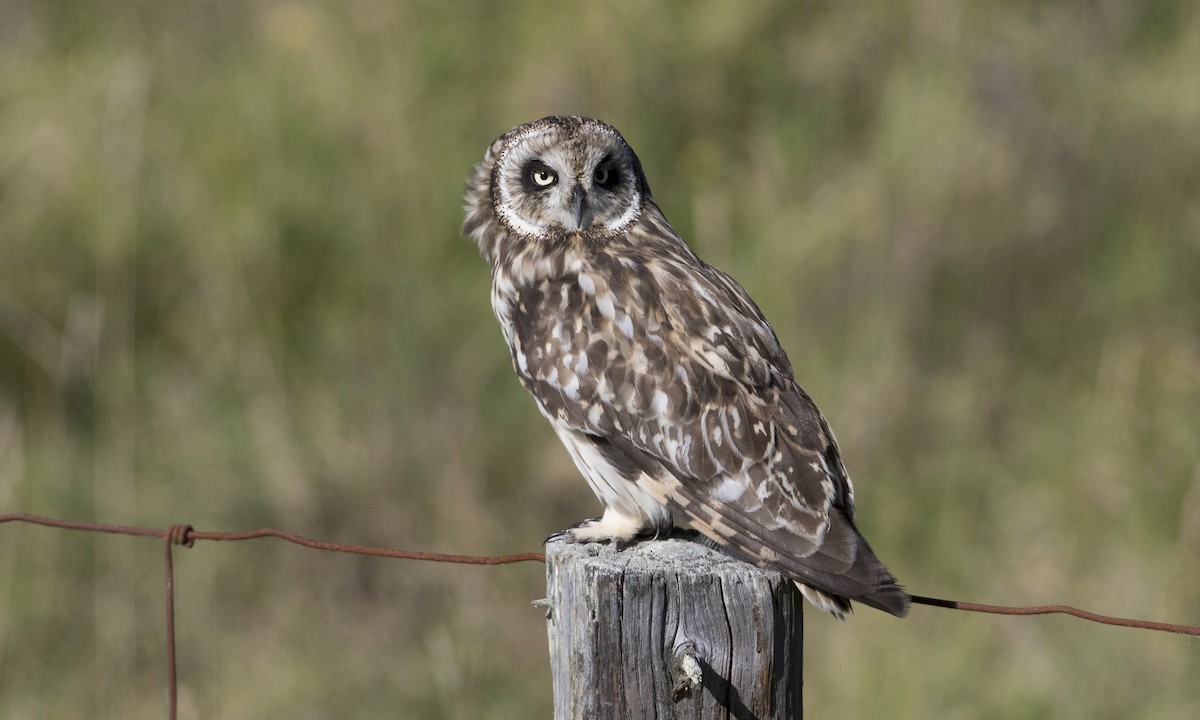 Short-eared Owl (Hawaiian) - ML36093011