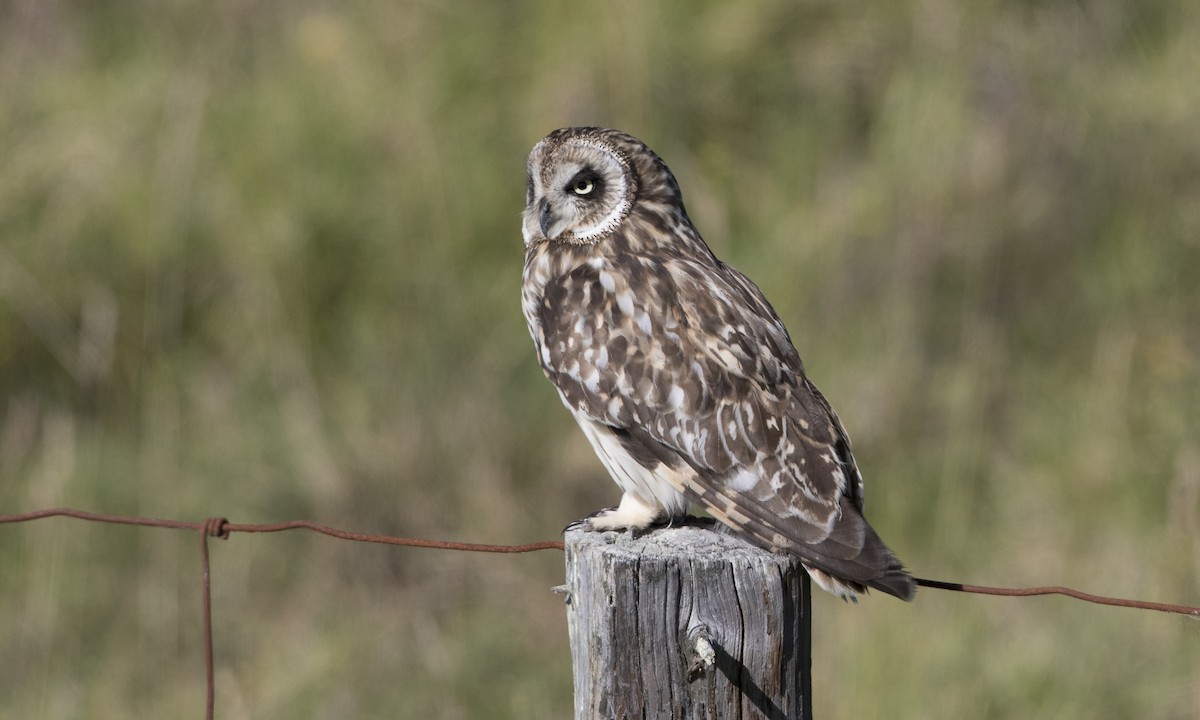 Short-eared Owl (Hawaiian) - ML36093031