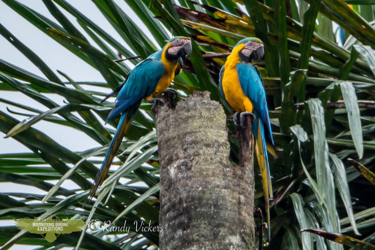Blue-and-yellow Macaw - ML360931451