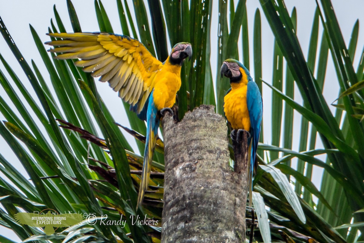 Blue-and-yellow Macaw - ML360931471