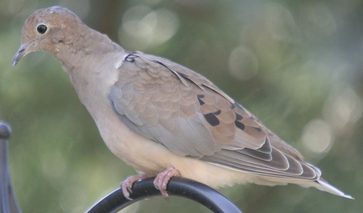 Mourning Dove - Jean Laperrière COHL