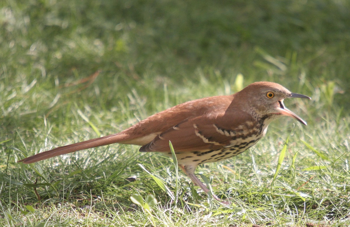 Brown Thrasher - Jean Laperrière COHL