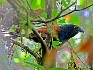  - Short-toed Coucal
