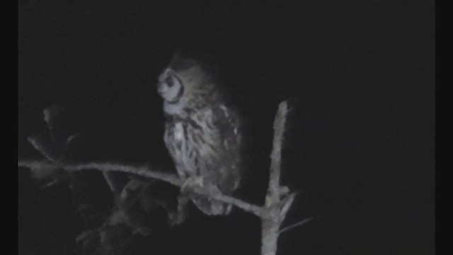 Striped Owl - ML360938061