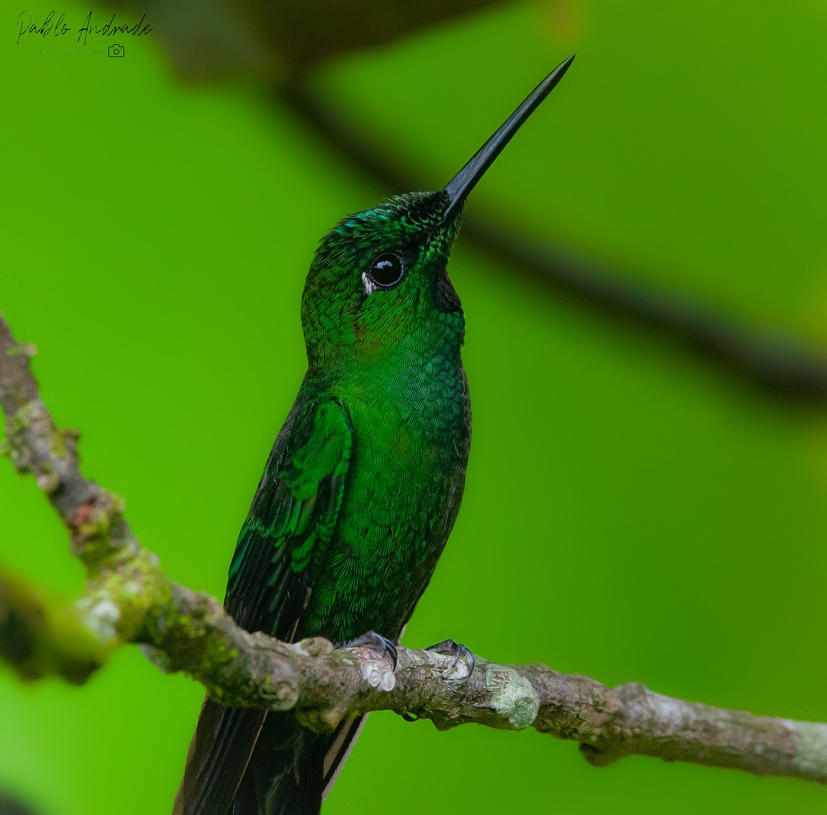 Green-crowned Brilliant - Pablo Andrade