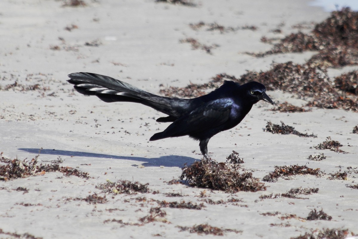 Great-tailed Grackle - ML36094891