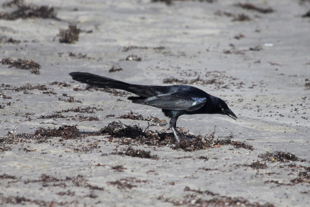 Great-tailed Grackle - ML36094901