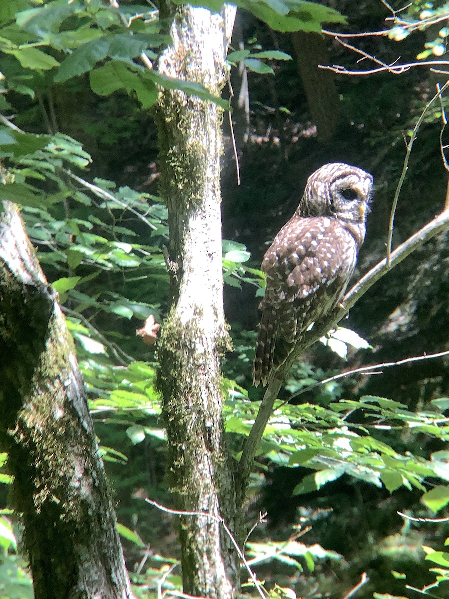 Barred Owl - ML360953911
