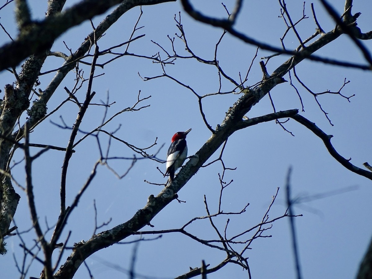 Red-headed Woodpecker - ML360957221