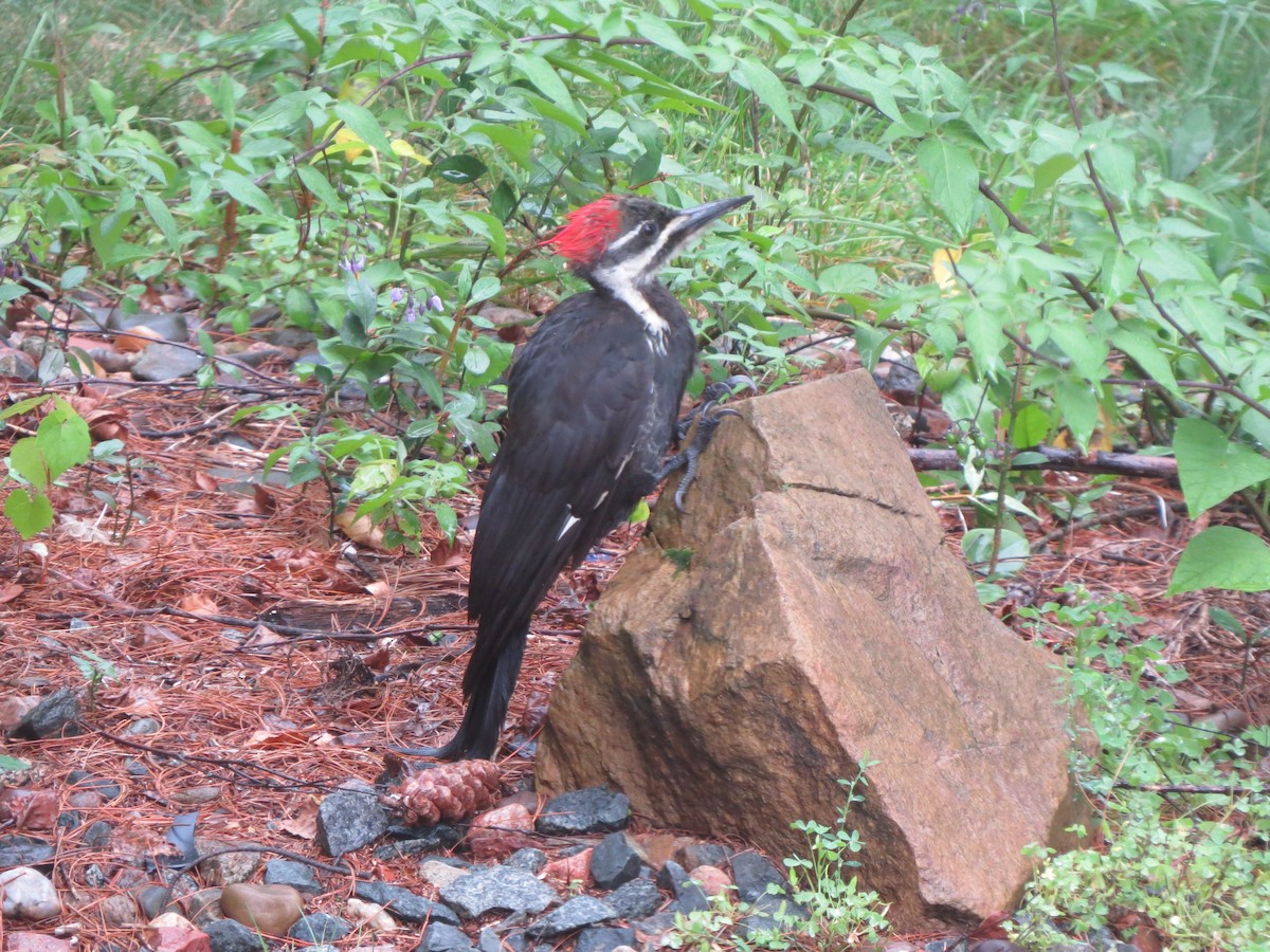 Pileated Woodpecker - ML360960081
