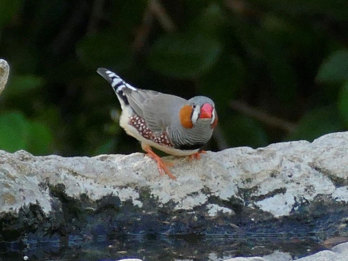 Ebird Checklist - 28 Feb 2021 - The Clayton Feeders - 1 Species