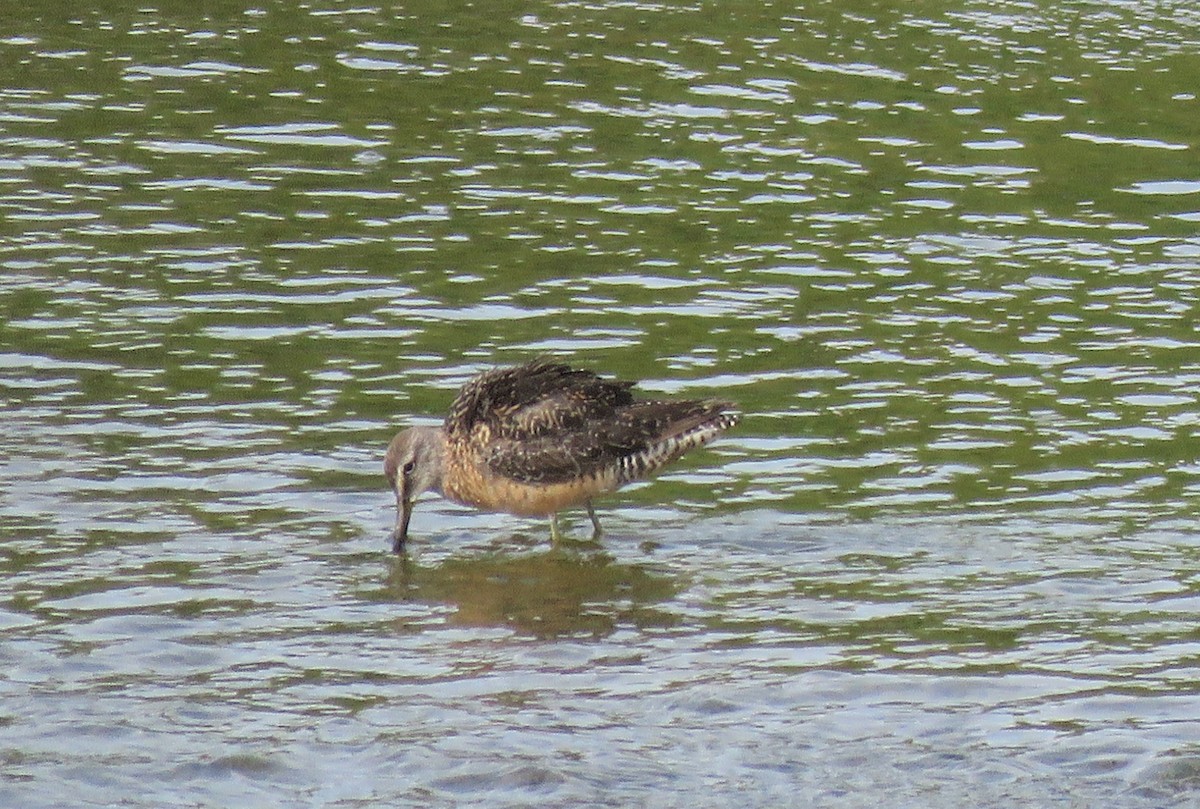 Long-billed Dowitcher - ML360973011
