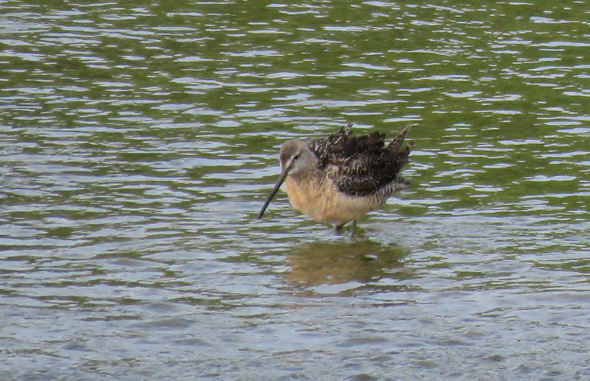 Long-billed Dowitcher - ML360973021