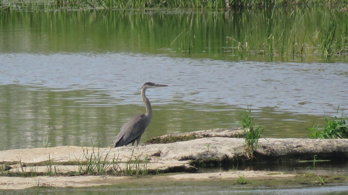 Great Blue Heron - Janet McCullough