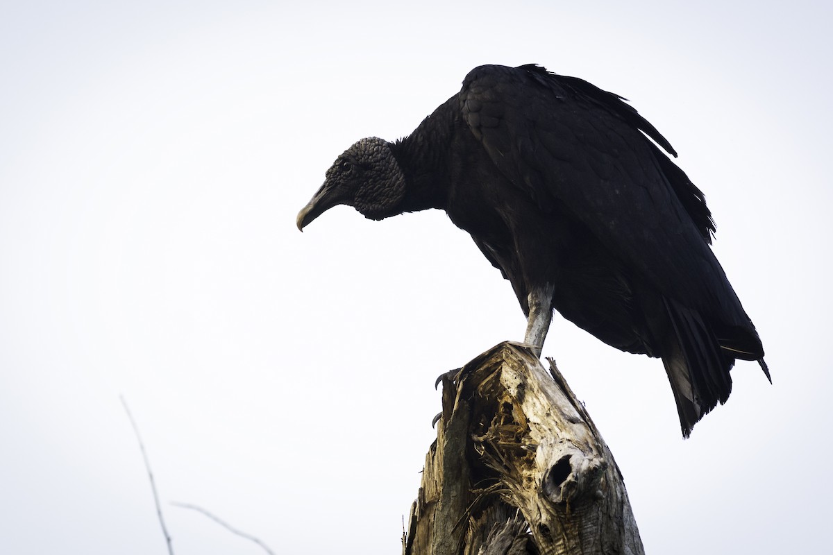 Black Vulture - ML360975521