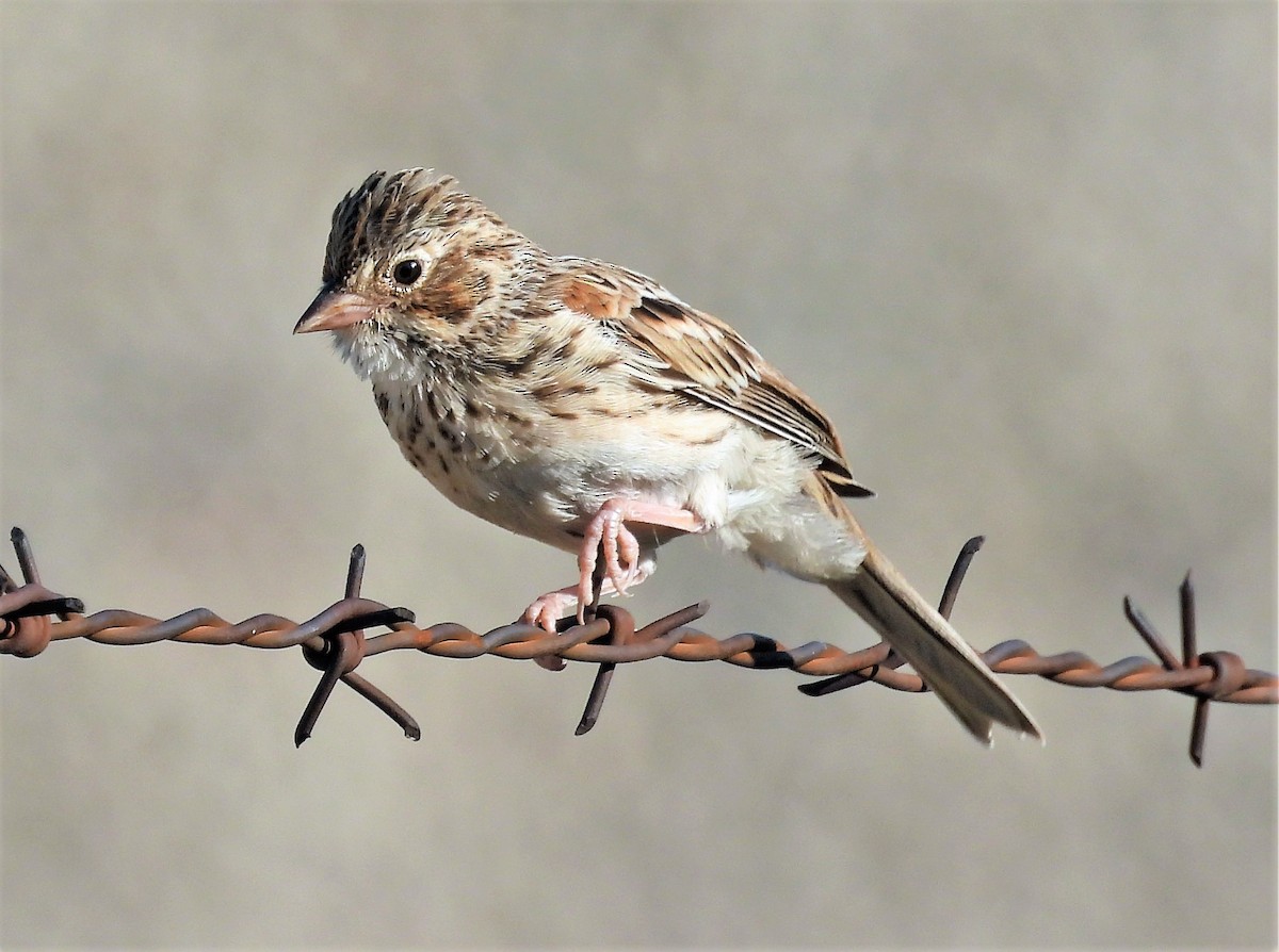Vesper Sparrow - Sharon Dewart-Hansen