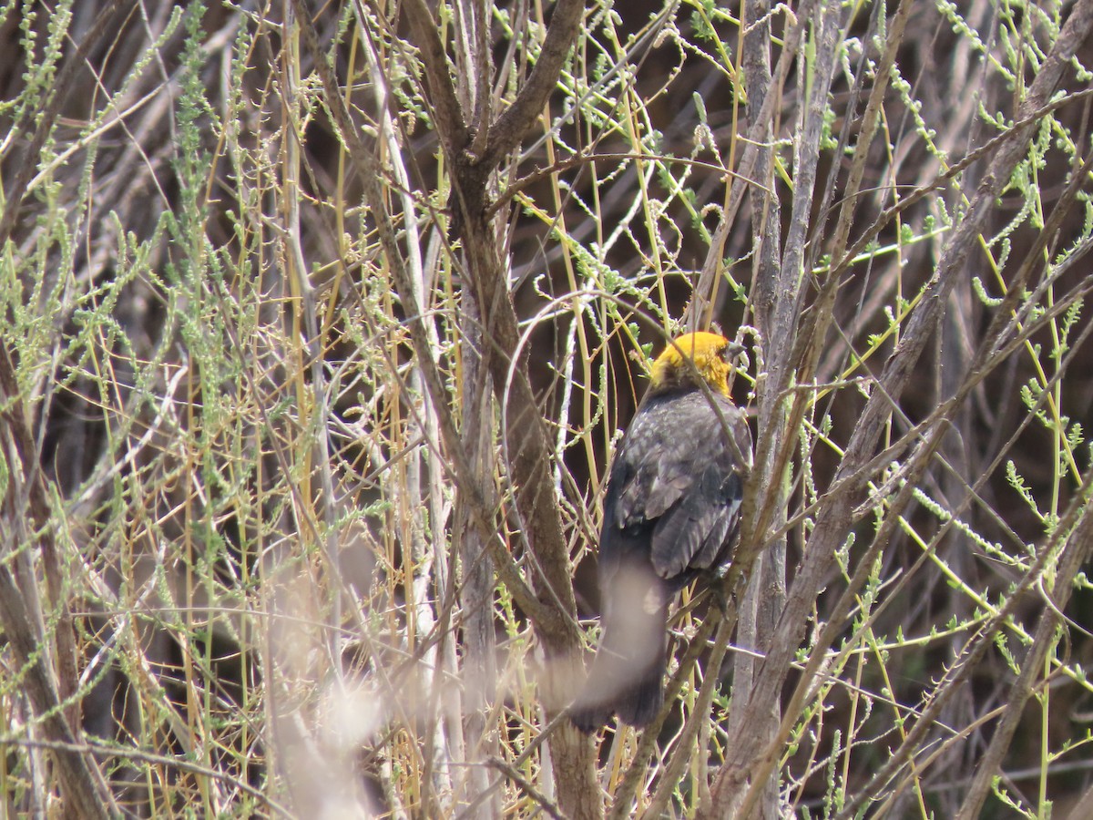 Yellow-headed Blackbird - ML360990241