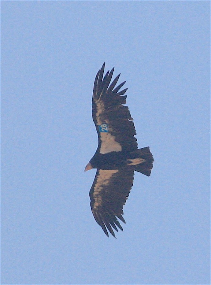 California Condor - Anonymous
