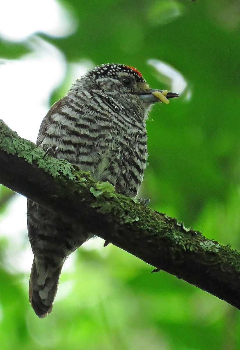White-barred Piculet - Adrian Antunez
