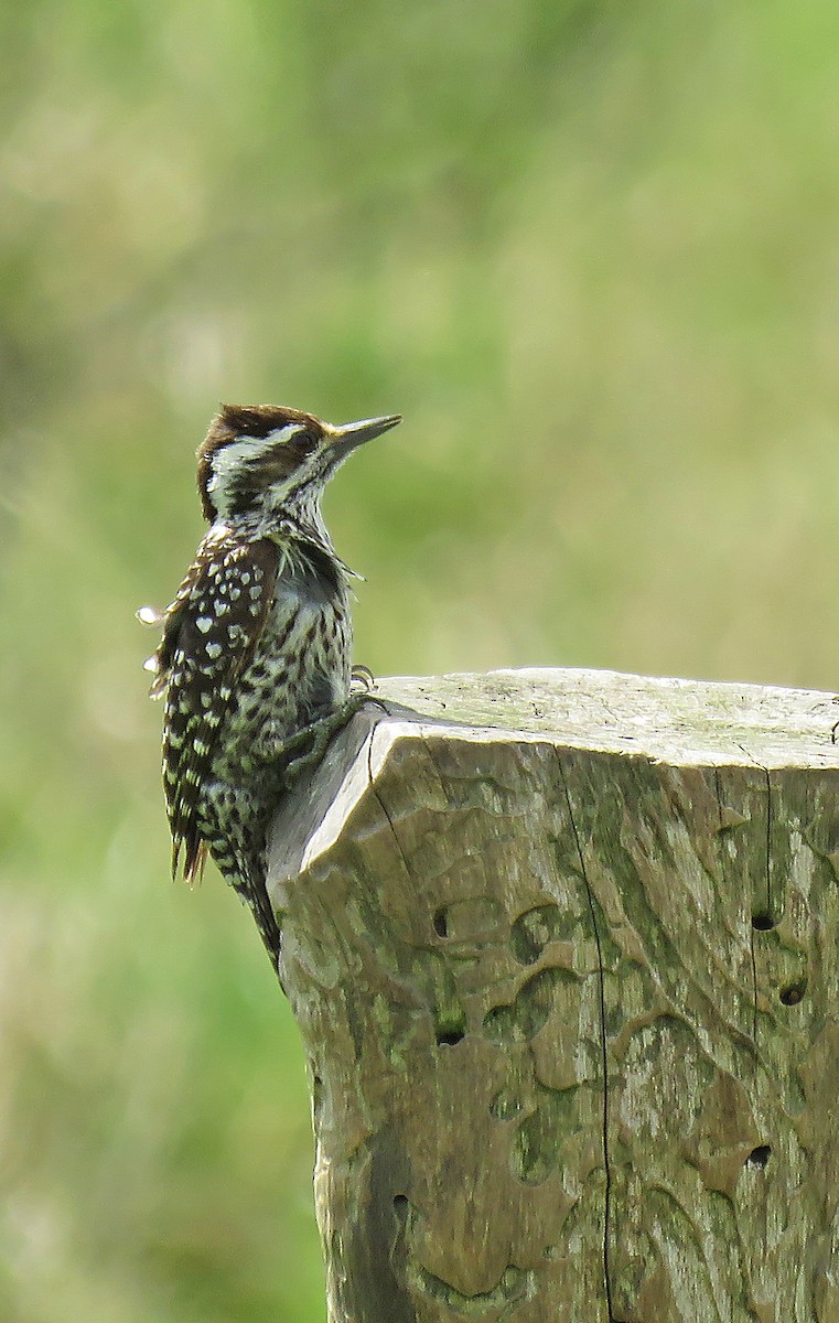 Checkered Woodpecker - ML361016311