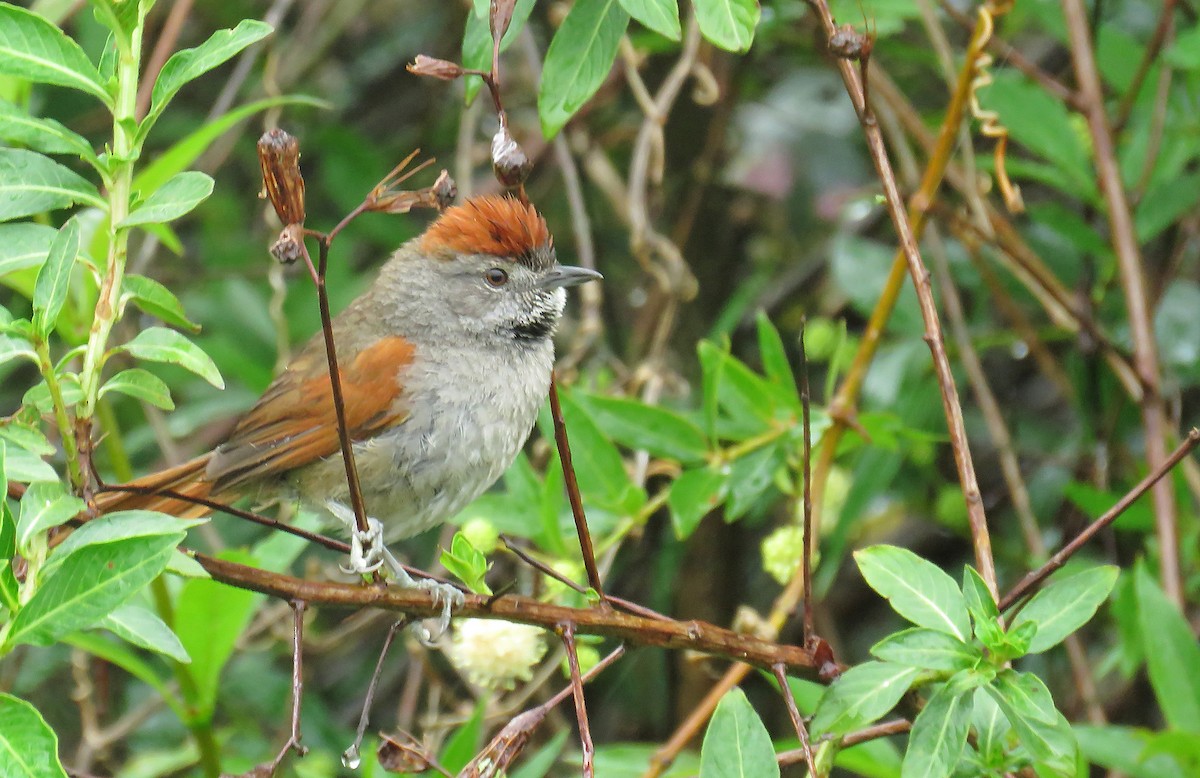 Sooty-fronted Spinetail - ML361016441