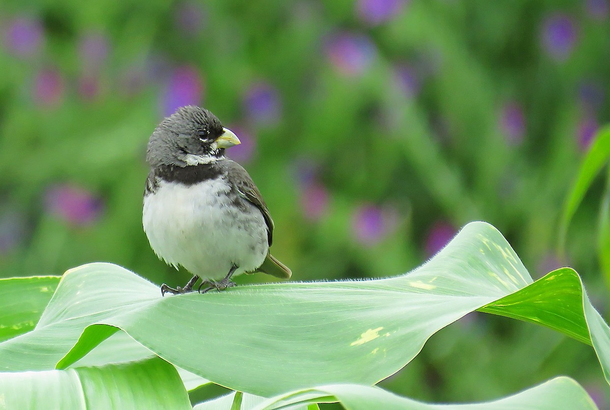Double-collared Seedeater - ML361018081