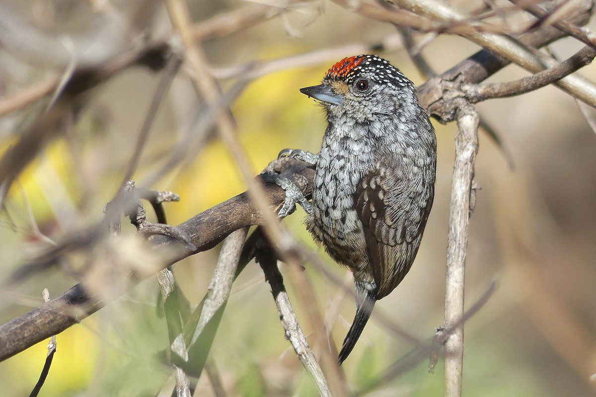 White-barred Piculet - ML361018671