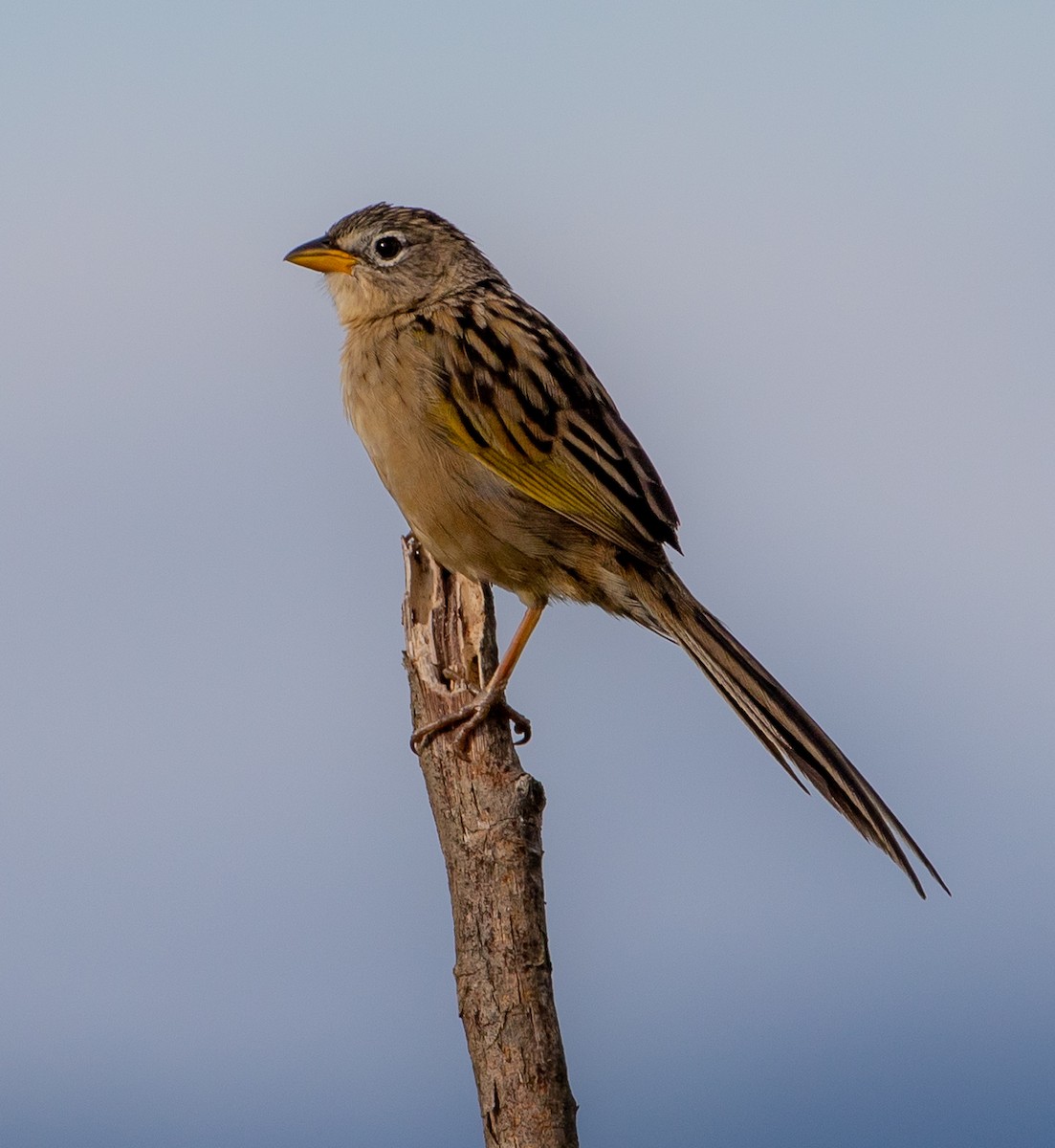 Wedge-tailed Grass-Finch - ML361021521