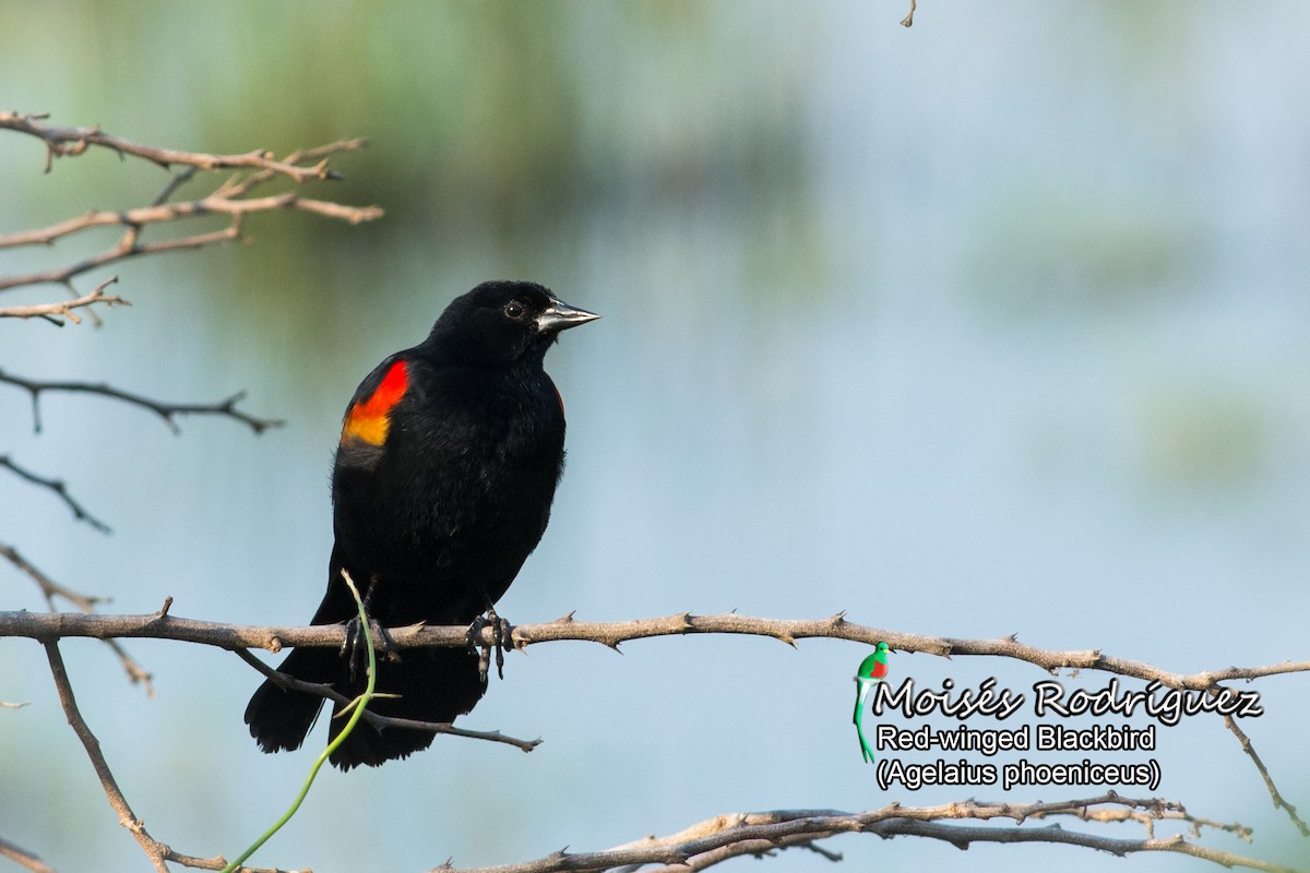 Red-winged Blackbird - Moises Rodriguez