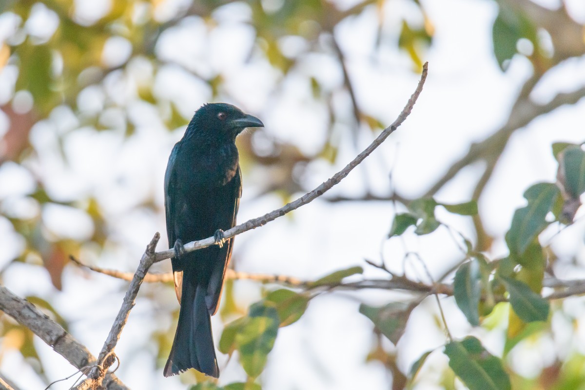Spangled Drongo - Mark Lethlean
