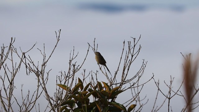 Wedge-tailed Grass-Finch - ML361024851
