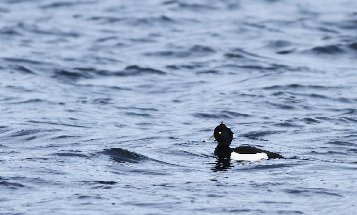 Tufted Duck - ML36102611