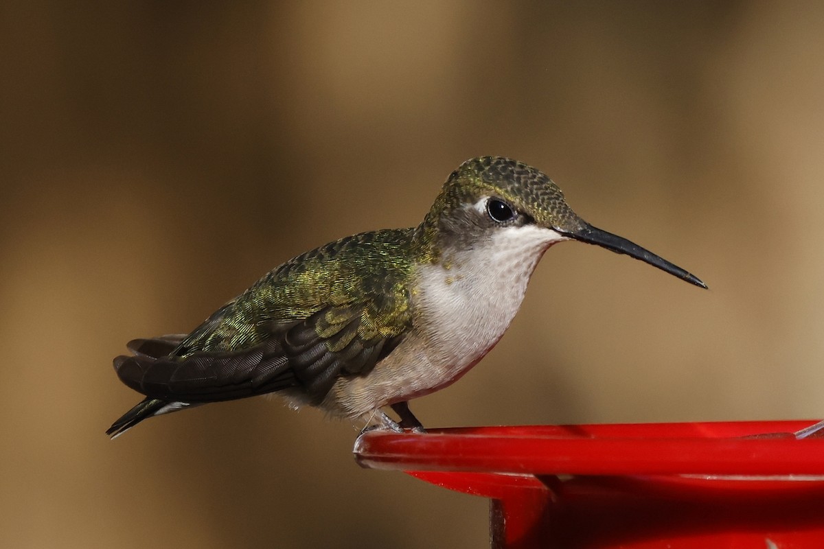 Ruby-throated Hummingbird - ML361028071