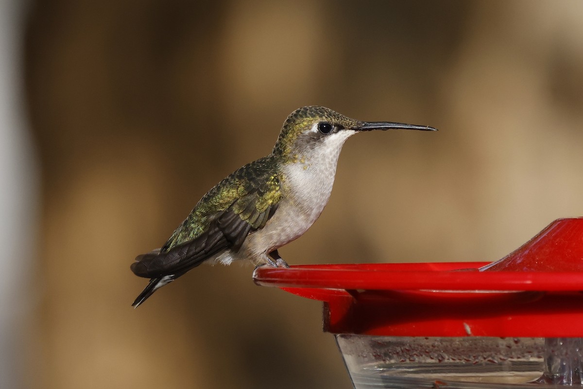Ruby-throated Hummingbird - ML361028761