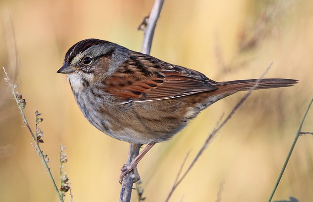 Swamp Sparrow - ML36102951