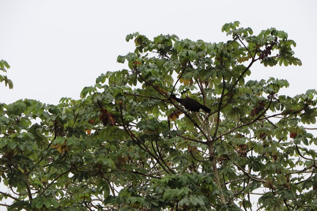 Crested Guan - ML361032791
