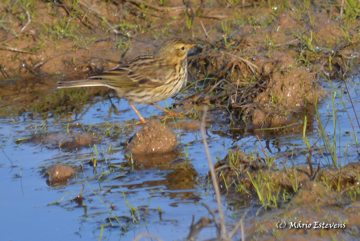 Meadow Pipit - ML36103361