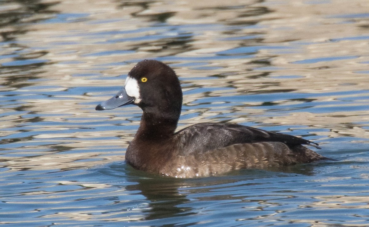 Greater Scaup - ML361037611