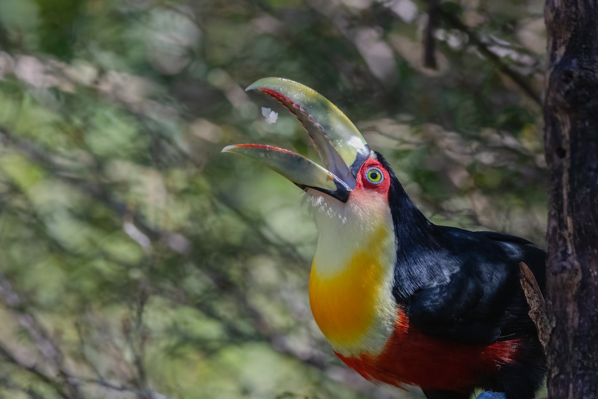Red-breasted Toucan - ML361037961
