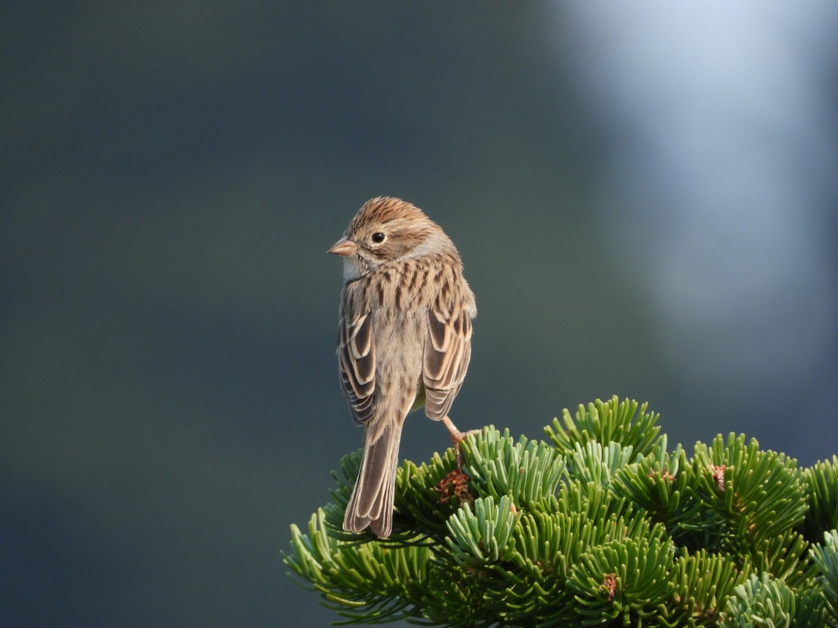Brewer's Sparrow - Dylan Hasemann